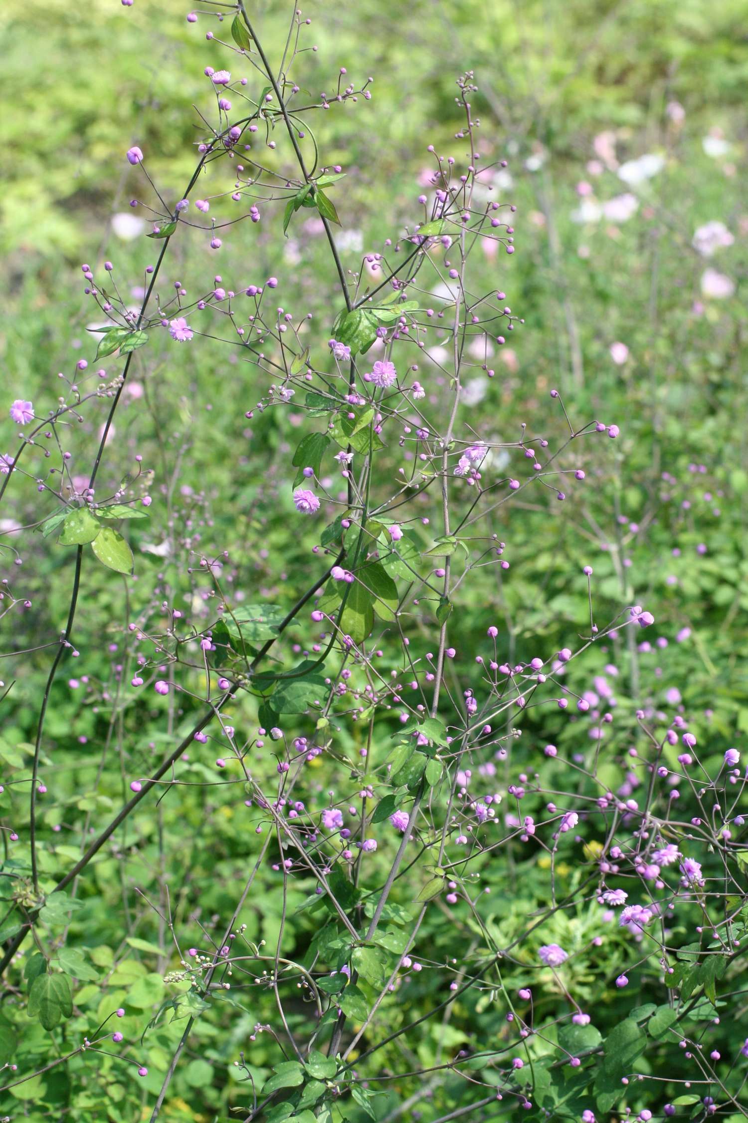 Thalictrum 'Hewitt's Double'
